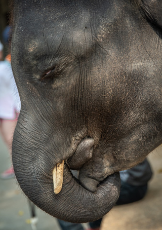 Illustration for article titled Un bebé elefante de un zoo en Tailandia muere días después de ser forzado a bailar para grupos de turistas